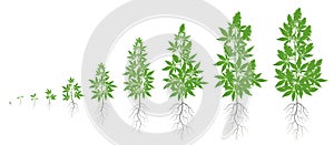 Growth stages of hemp plant. Marijuana phases set. Cannabis indica ripening period. The life cycle. Weed Growing