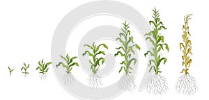 Growth stages of Maize plant. Corn development phases. Zea mays. Ripening period. The life cycle. Infographic set