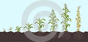 Growth stages of Maize plant. Corn development phases. Zea mays. Ripening period. On the soil, with roots. The life