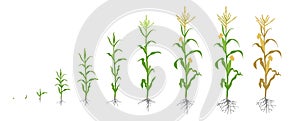 Growth stages of Maize plant. Corn phases. Vector illustration. Zea mays. Ripening period. The life cycle. Use