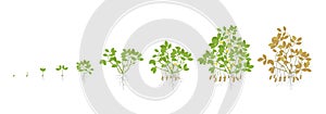 Growth stages of peanut plant. Peanut increase phases. Vector illustration. Arachis hypogaea. The life cycle. Also known