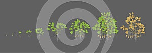 Growth stages of peanut plant. Peanut increase phases. Vector illustration on a dark background. Arachis hypogaea. Also