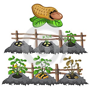 Growth stages of peanuts, agriculture, vector