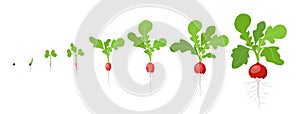 Growth stages of Radish plant. Vector flat illustration. Raphanus raphanistrum. Radishes taproot grown life cycle.