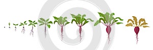 Growth stages of red beetroot plant. Vector illustration. Beta vulgaris. Taproot life cycle. On white background. photo