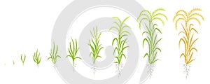 Growth stages of rice plant. The life cycle agriculture. Rice increase phases. Oryza sativa. Ripening period. Animation photo