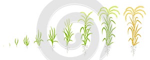 Growth stages of rice plant. The life cycle agriculture. Rice increase phases. Oryza sativa. Ripening period. Animation