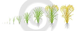 Growth stages of rice plant. Rice increase phases. Vector illustration. Oryza sativa. Ripening period. The life cycle