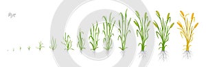 Growth stages of Rye plant. Cereal increase phases. Vector illustration. Secale cereale. Ripening period. Rye grain life photo