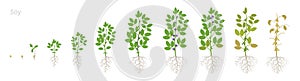 Growth stages of Soybean plant with roots. Soya bean phases set. Glycine max. Animation progression.