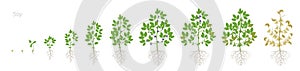 Growth stages of Soybean plant with roots. Soya bean phases set ripening period. Glycine max life cycle, animation