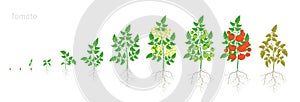 Growth stages of Tomato plant. Solanum lycopersicum. Ripening period. Greenhouses life cycle of the tomatoes bush harvest. Root