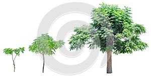 Growth stages of tree