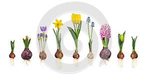 Growth stages of tulip, hyacinth, blue grape, crocus and narcissus