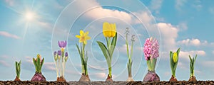 Growth stages of tulip, hyacinth, blue grape, crocus and narcissus photo