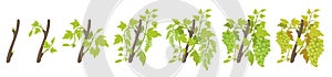 Growth stages of vine grape plant. Vineyard planting phases. Vector illustration. Vitis vinifera harvested. Ripening period. Vine