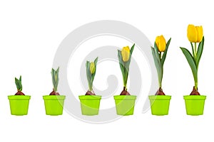Growth stages of a yellow tulip from flower bulb to blooming flower isolated on white