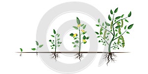 Growth step infographic concept. Cartoon infographic timeline. Plant growth. Stock image