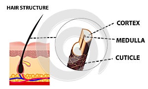 The growth and structure of human hair. Anatomy of the skin and hair. Cross section of skin layers. Detailed medical poster