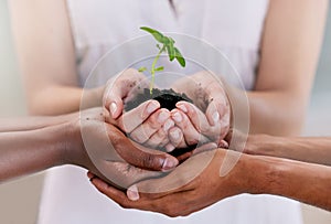 Growth, teamwork and sustainability plant support hands of business people holding soil with leaf or flower. Sustainable