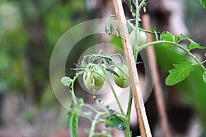 GREEN TOMATO GROWTH