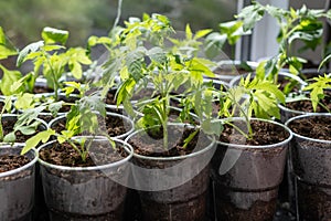 Growth of tomato seedlings in plastic glasses on a windowsill.