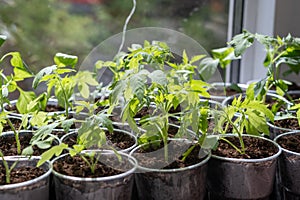 Growth of tomato seedlings in plastic glasses on a windowsill.