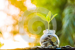 Growth tree Green background with black clay Finance and Growth