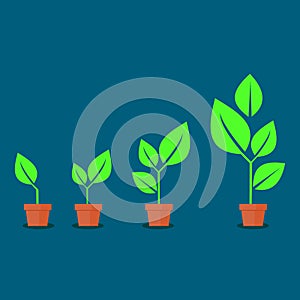 The growth of a tree from a small tree. potted plant. vector illustration