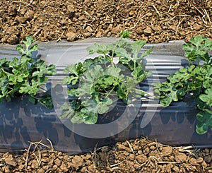 Growth of vegetable pocking out of the plastic cover