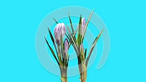 Growth of violet crocuses flower buds ALPHA matte