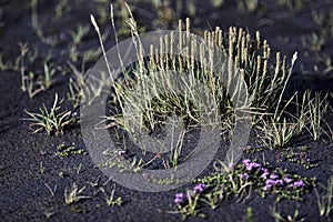 Growth through volcanic ash photo