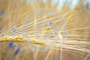 Growth of wheat in the field. A spike in a wheat field