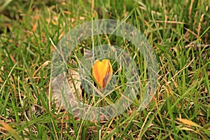 Growth of yellow crocuses