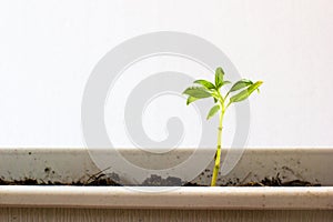 Growth of young green plants in pot.