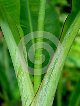 Growth of young leaves of a banana tree