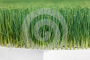Growth of young leek vegetables inside a greenhouse