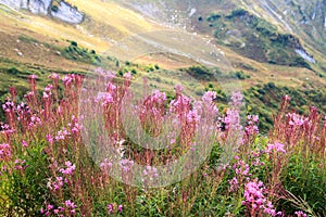 Growths of blooming sally aka rose-bay, or willow-herb, or firetop, or Epilobium angustifolium on Caucasus alpine meadows in