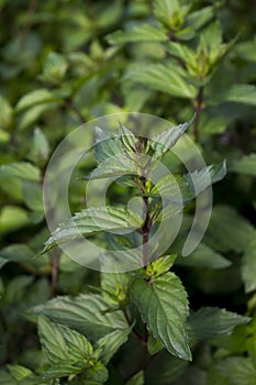 Growths of green menthol mint that grow in the garden.