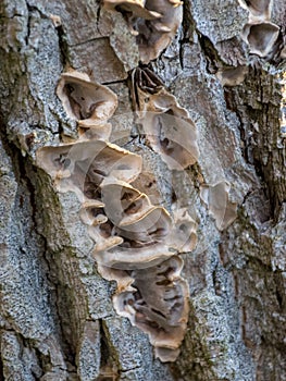 Growths on an old tree trunk