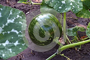 Growwing green watermelon on the household plot