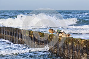 Groyne with mallard ducks on shore of the Baltic Sea in Graal Mueritz, Germany