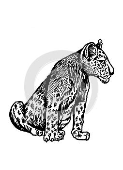 Grphical lioness sitting isolated on white, wild cat of Africa. Vector illustration