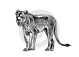 Grphical lioness watching distance isolated on white, wild cat of Africa. Vector illustration