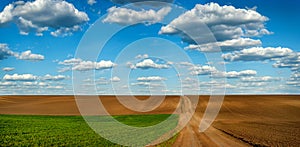 grren wheat field with dirt road near plowed land at spring