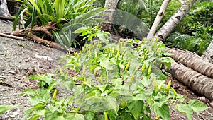 Grrrn hot chilli at the green leaves