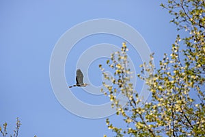 Grteat blue heron in flight