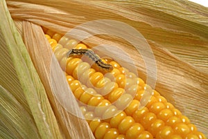 Grub on corn maize photo