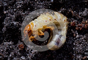 Grub of May beetle
