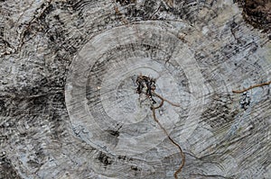 Old wood tree rings texture